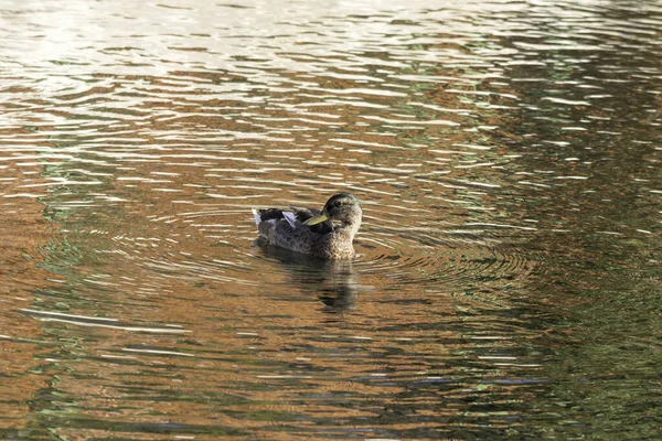 Großaufnahme Einer Ente Die Wasser Schwimmt — Stockfoto
