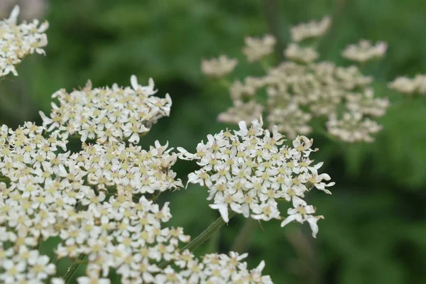 Scotland United Kingdom Jun 2017 Closeup Shot White Ground Elder — 스톡 사진