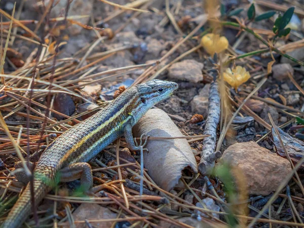 Eine Nahaufnahme Einer Eidechse Auf Dem Boden Freien — Stockfoto