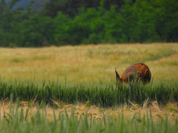 Veado Ovino Grande Campo Durante Dia — Fotografia de Stock