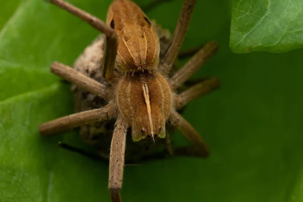 Gros Plan Une Araignée Pimoidae Sur Une Feuille — Photo