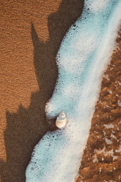 Une Vue Dessus Une Petite Coquille Conque Sur Sable Littoral — Photo