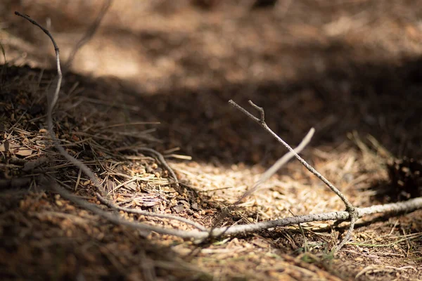 Nahaufnahme Eines Dünnen Astes Auf Mit Zweigen Bedecktem Boden — Stockfoto