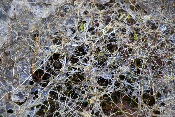 Eine Nahaufnahme Eines Spinnennetzes Auf Trockenen Pflanzen — Stockfoto