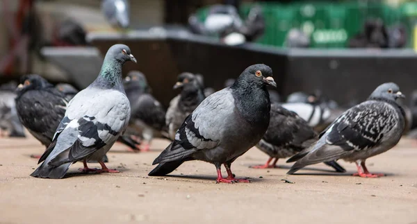 Primer Plano Palomas Calle — Foto de Stock