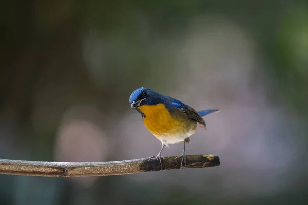 Foco Seletivo Apanhador Moscas Azul Tickell Pousando Madeira Fundo Embaçado — Fotografia de Stock