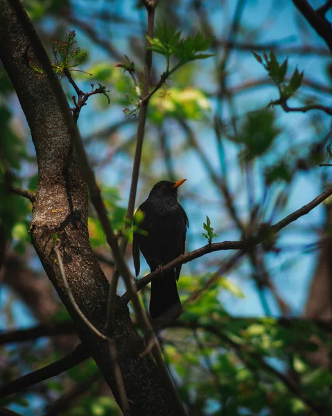 Mirlo Común Posado Una Ramita Árbol Bosque —  Fotos de Stock