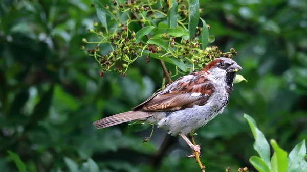 Closeup Shot Sparrow Tree Branch Forest — Stock Photo, Image