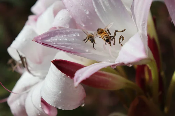 Méhek Közelsége Akik Nektárt Gyűjtenek Fehér Ceylon Crinum Virágokból — Stock Fotó