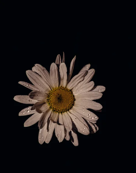 Flor Camomila Branca Florescida Coberta Gotas Água Contra Fundo Preto — Fotografia de Stock