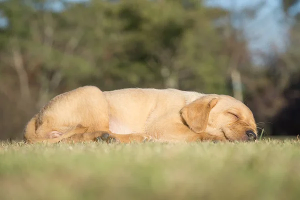Çimlerin Üzerinde Uyuyan Şirin Sarı Labrador Köpeğinin Yakın Çekimi — Stok fotoğraf