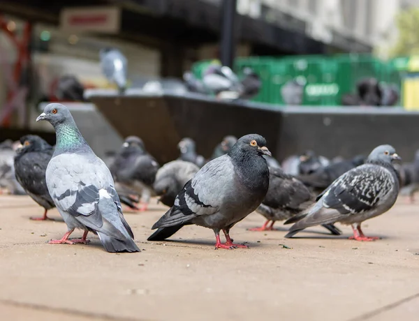 Eine Gruppe Tauben Auf Dem Bürgersteig — Stockfoto