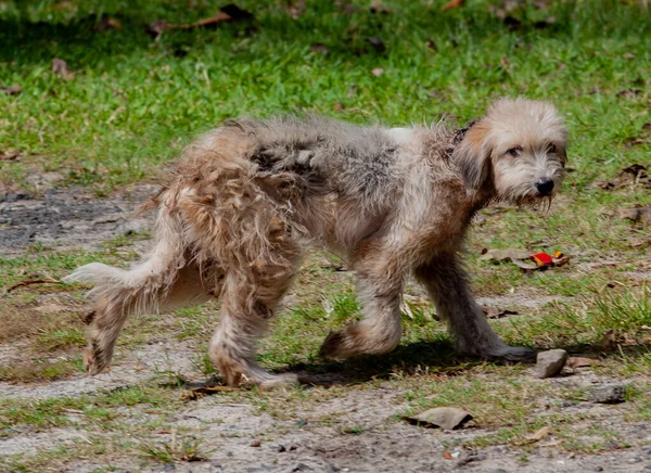 Közelkép Egy Otterhound Sétáló Szabadban — Stock Fotó