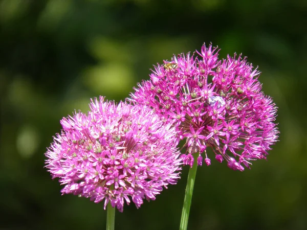 Rózsaszín Allium Szelektív Fókusza Kivirágzik Szabadban Nappal — Stock Fotó