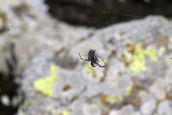 Detailní Záběr Pavouka Aranea Pavučině — Stock fotografie