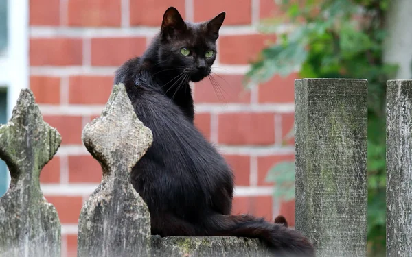 Крупный План Бомбейской Черной Кошки Зелеными Глазами Сидящей Заборе Смотрящей — стоковое фото