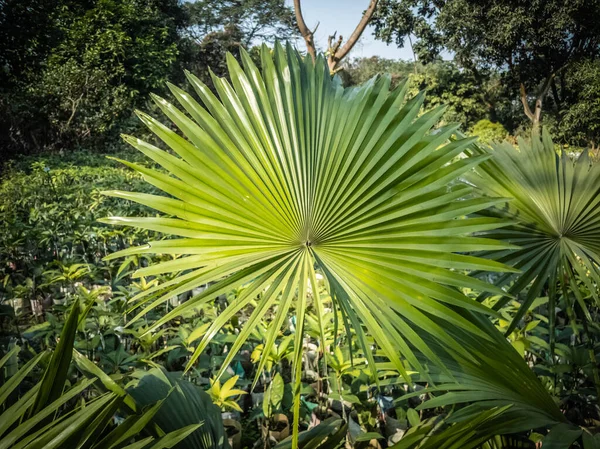 Detailní Záběr Zelené Sabal Palm Tropickém Poli — Stock fotografie