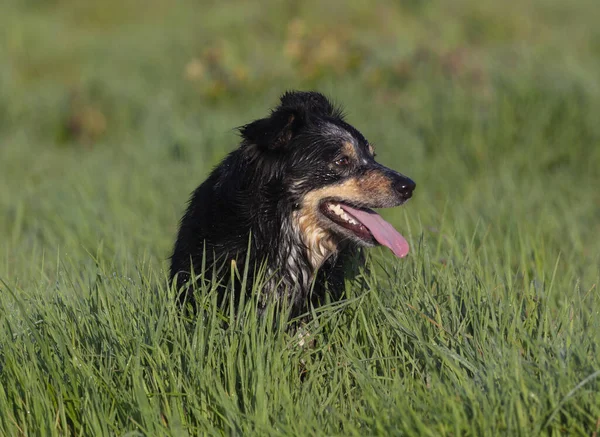 Puszysty Uroczy Czarny Pies Trawiastym Polu Językiem Wierzchu — Zdjęcie stockowe