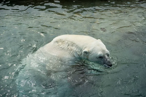 Tiro Ângulo Alto Urso Polar Enorme Nadando Água Gelada — Fotografia de Stock