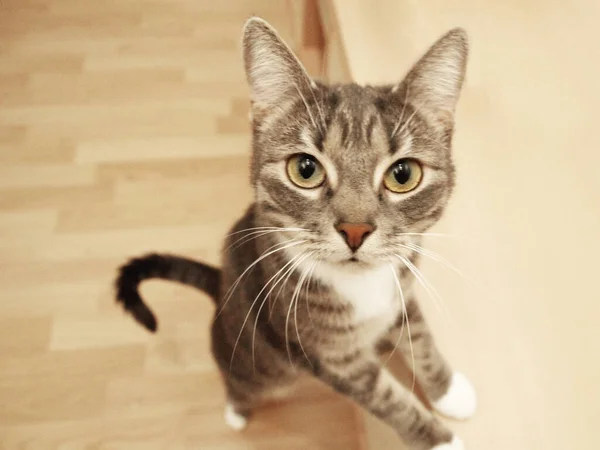 Eine Katze Steht Auf Den Hinterbeinen Und Schaut Die Kamera — Stockfoto