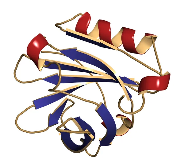 Rinderbeta Lactoglobulin Protein Struktur Wichtiges Molkenprotein Das Kuhmilch Enthalten Ist — Stockfoto