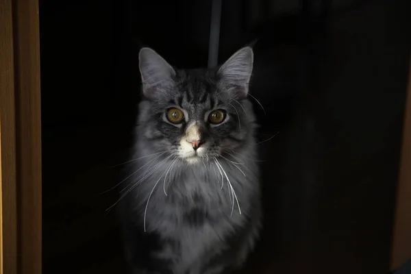一只家养可爱的黑色灰色缅因州小猫咪看着摄像机 — 图库照片