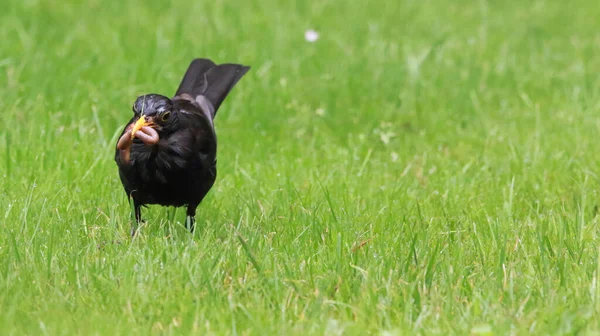 草の上に黒い鳥のクローズアップショットとカメラを見て — ストック写真