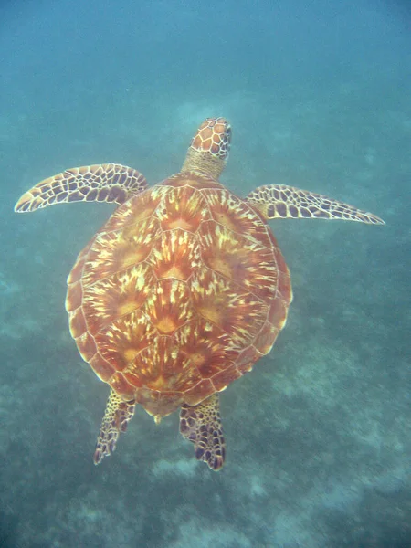 Disparo Vertical Una Tortuga Marina Nadando Bajo Agua — Foto de Stock