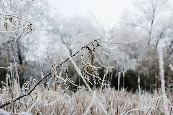 Dried Frosted Grasses Trees Wilson Pond Nampa Idaho — Stock Photo, Image