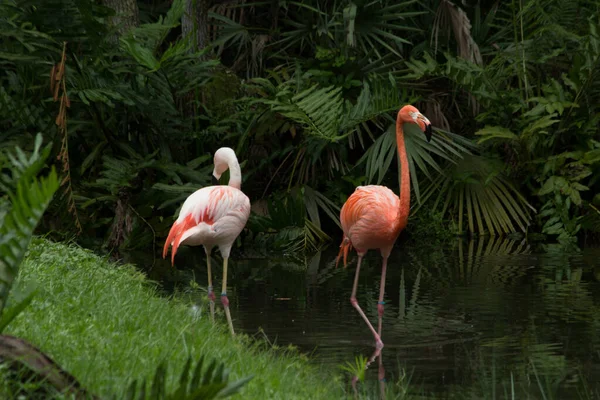 Belo Tiro Dois Flamingos Adoráveis Água Fundo Plantas Verdes — Fotografia de Stock