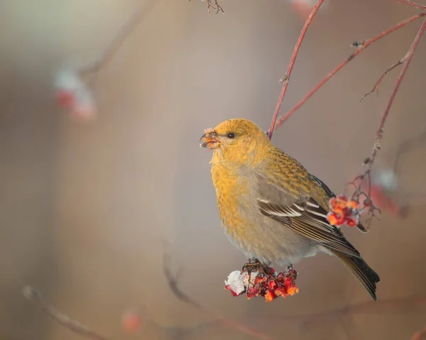 Close Pine Grosbeak Alimentando Bagas Congeladas Rowan Enucleador Pinicola — Fotografia de Stock