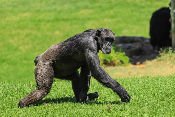 Bir Orman Tarlasında Yürüyen Şempanze Yan Görünüm — Stok fotoğraf