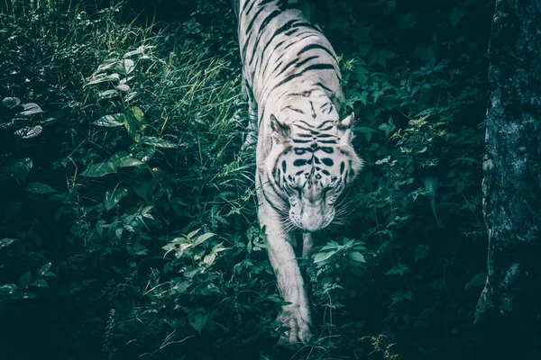 Μια Κοντινή Φωτογραφία Μιας Λευκής Τίγρης Που Περπατάει Ανάμεσα Στο — Φωτογραφία Αρχείου