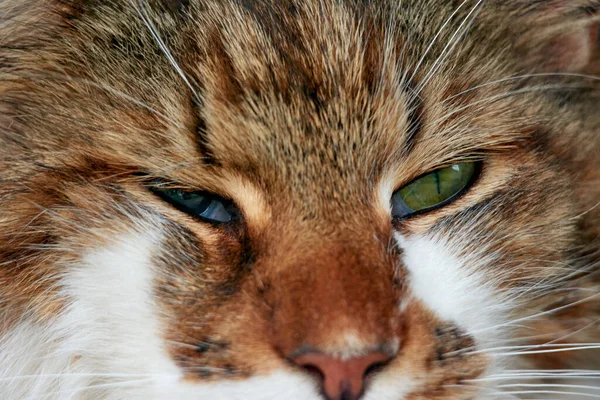 Крупним Планом Чудовий Пухнастий Кіт — стокове фото
