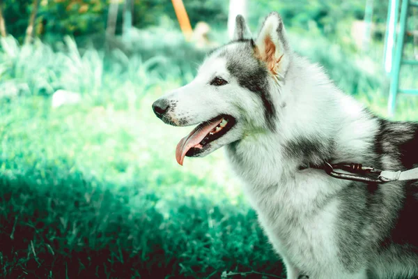 Hermosa Filippine 2018 Simpatico Cane Siberiano Bianco Nero Nel Parco — Foto Stock