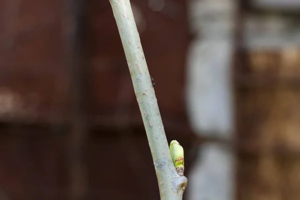 Gros Plan Bourgeon Arbre Vert Concentration Superficielle — Photo