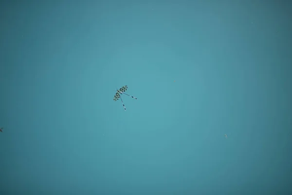 Κάτοψη Μαύρου Απογυμνωμένου Εντόμου Στην Επιφάνεια Του Γαλάζιου Νερού — Φωτογραφία Αρχείου