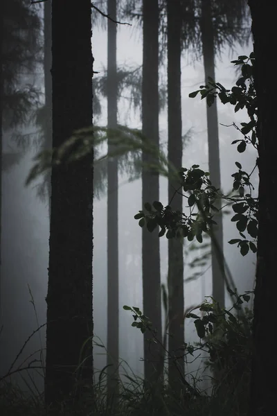 在雾蒙蒙的天气里 一片阴郁茂密的森林的垂直拍 — 图库照片