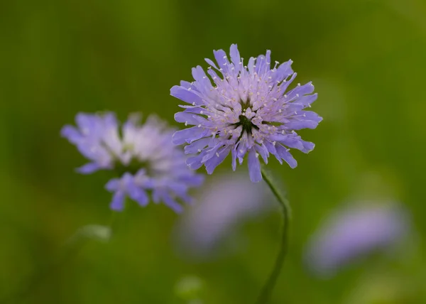 Eine Selektive Fokusaufnahme Einer Blühenden Violetten Feldschäferblume — Stockfoto