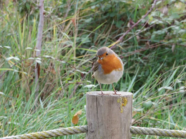 European Robin Erithacus Rubecula Perched Stick Nature — Stock Photo, Image