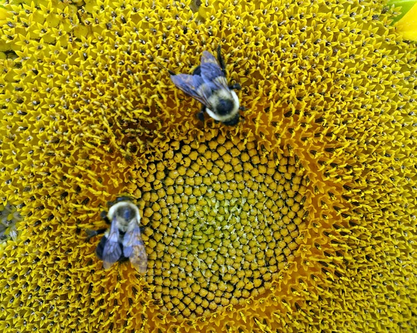 Una Macro Toma Dos Moscas Centro Girasol —  Fotos de Stock