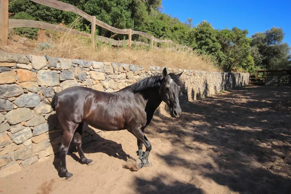 Magnífico Cavalo Preto Andando Redor Celeiro Uma Área Cercada — Fotografia de Stock
