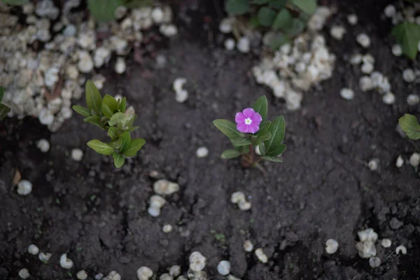 Mavi Nci Catharanthus Koyu Gri Bir Toprak Üzerindeki Yüzeysel Odak — Stok fotoğraf