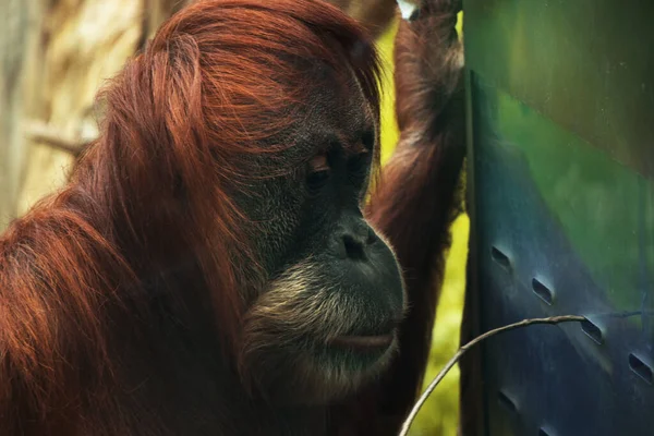 Zbliżenie Orangutana Zoo — Zdjęcie stockowe