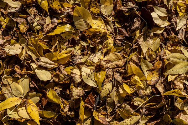 Tiro Close Folhas Secas Outono — Fotografia de Stock