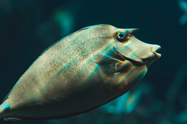 수족관 물고기의 — 스톡 사진