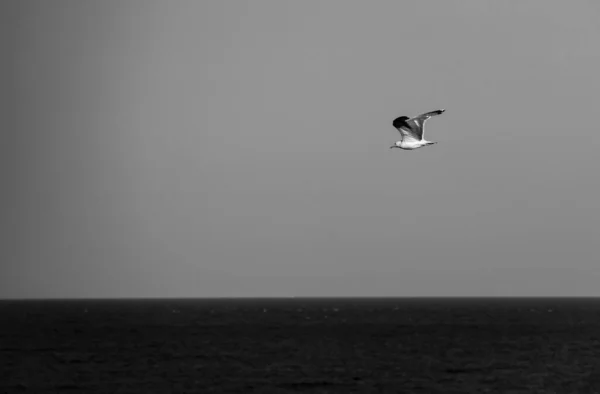 在西班牙阿尔茶海上空飞行的海鸥的选择性焦点 — 图库照片