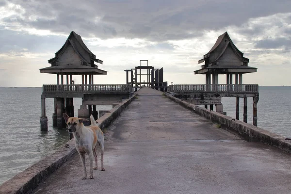 Öğleden Sonra Bulutlu Bir Havada Sokak Köpekleri Bir Köprüde Iskeleli — Stok fotoğraf