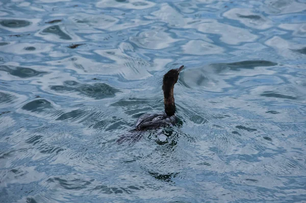 Eine Dunkle Gans Schwimmt Wasser — Stockfoto