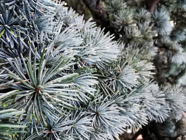 Primo Piano Conifera Boreale — Foto Stock